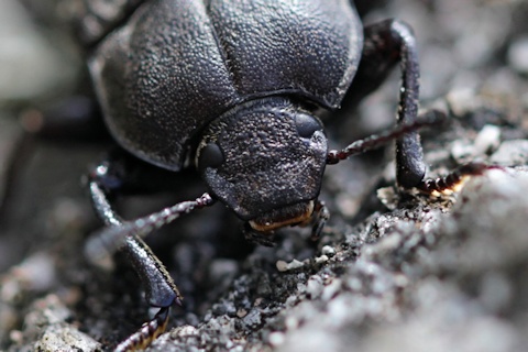Darkling Beetle (Adelium sp) (Adelium sp)
